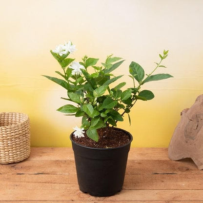 Jasmine Mini plant (White)