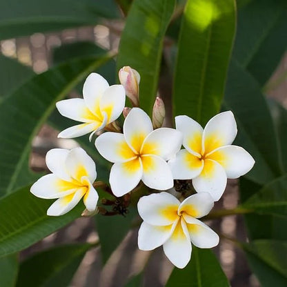 Plumeria Flowers Plants (Yellow & White)