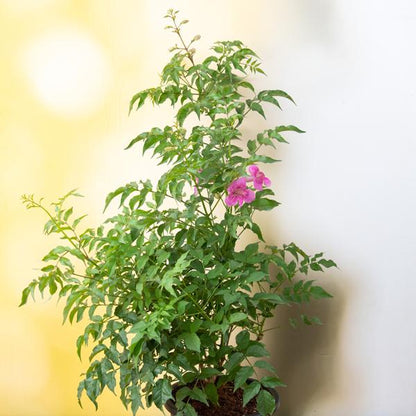 Tecoma Flowers plant (Pink)