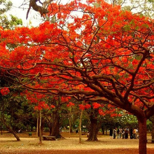 Gulmohar Red Flowering Plant
