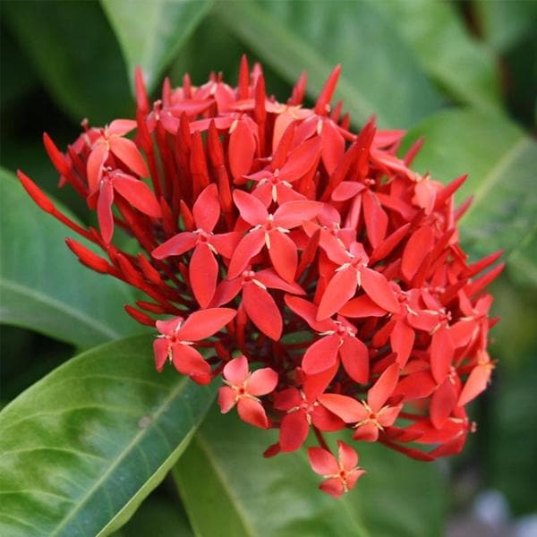 Chinese Ixora Flowers Plants (Red)