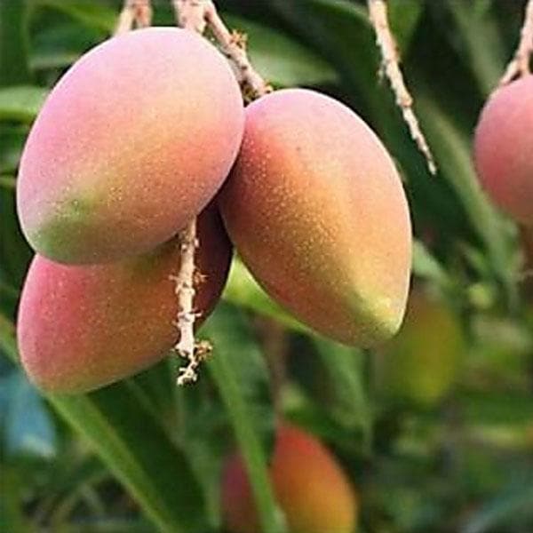 Amrapalli Mango Plants Grafted