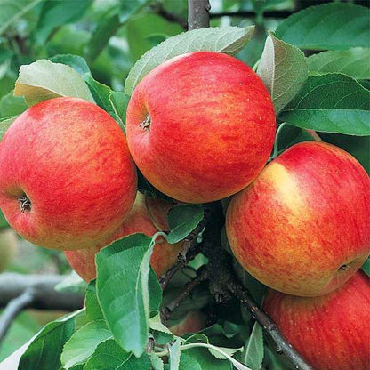 Apple Fruit Plant
