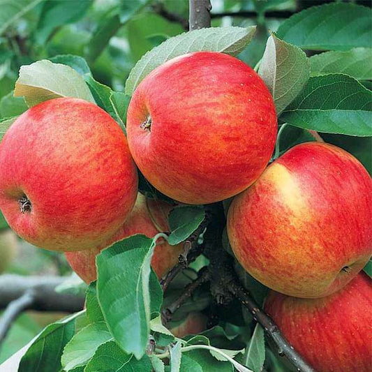 Apple Fruit Plant