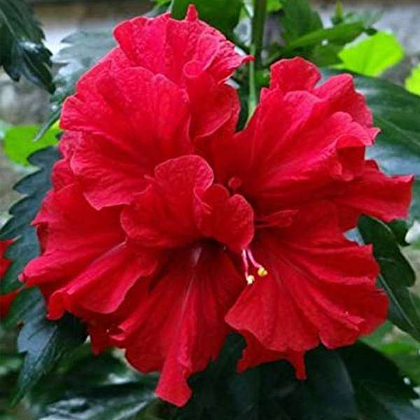 Austrian Hibiscus (Red Thoka) Flowers Plant