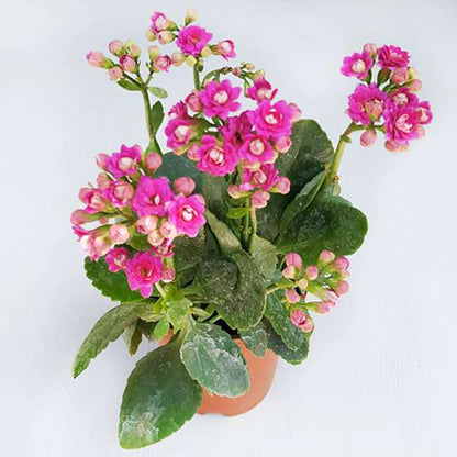 Florist Kalanchoe Flowers Plants (Pink)