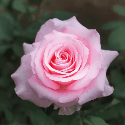 HYBRID ROSE FLOWERS PLANTS (pink)(grafted)