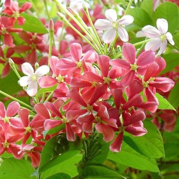 Rangoon Creeper Flowers plants