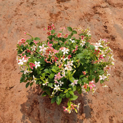 Rangoon Creeper Flowers plants