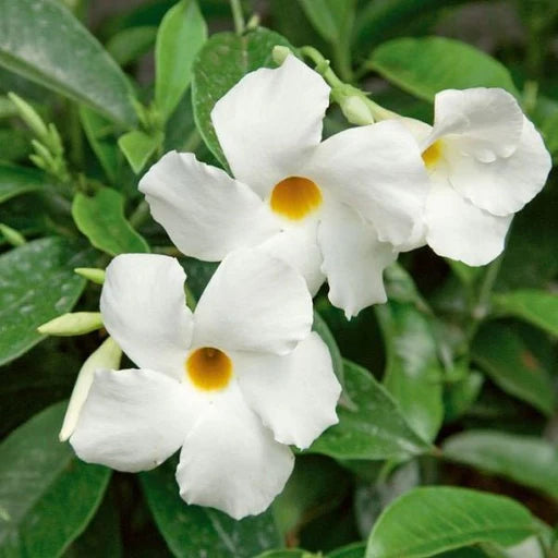 Mandevilla (White) Flowers Plants