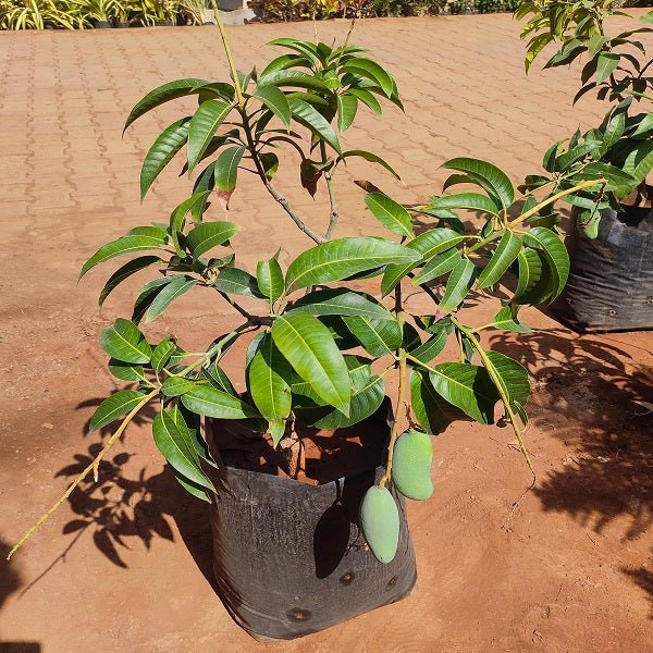 TATAPURI Mango (Grafted) PlantS