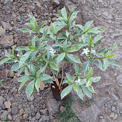 Variegated Tagar Flowers Plants