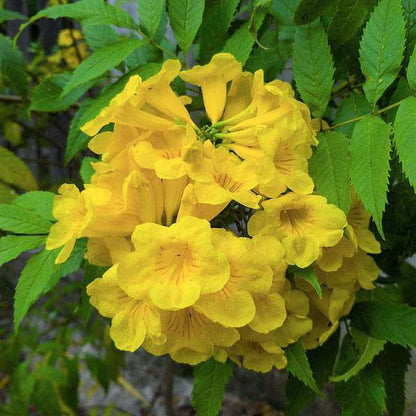 Tecoma Flowerrs plants {Yellow}