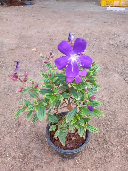 Tibouchina(Pink) Flower Plante