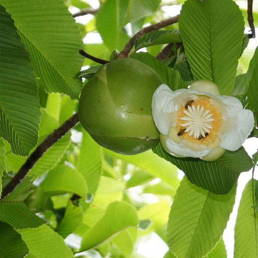 All Time Chalta / Elephant Apple Plants