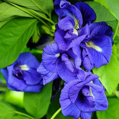 Asian pigeonwings Flowers Plants (Aparajita Blue)