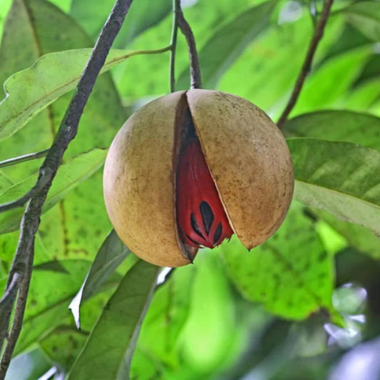 Jayaphal And Jatiphal -Spices Plants