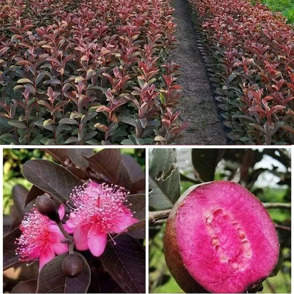 Malaysian red Guava Plants