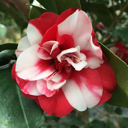 Camellia (pink and white mix) Flowers plants