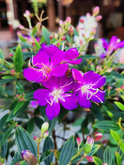 Tibouchina Flowers Plant