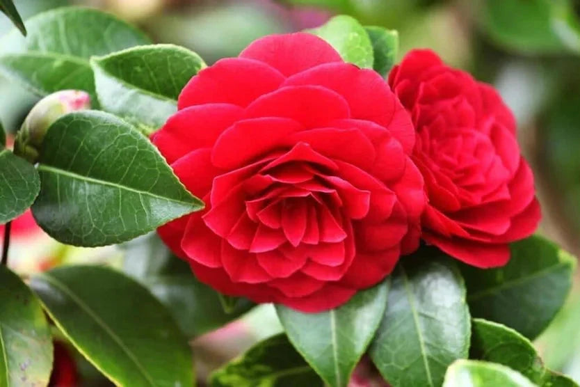 CAMELLIA FLOWERS PLANTS