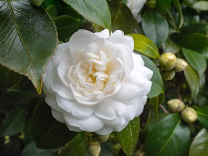 CAMELLIA FLOWERS PLANTS (White)