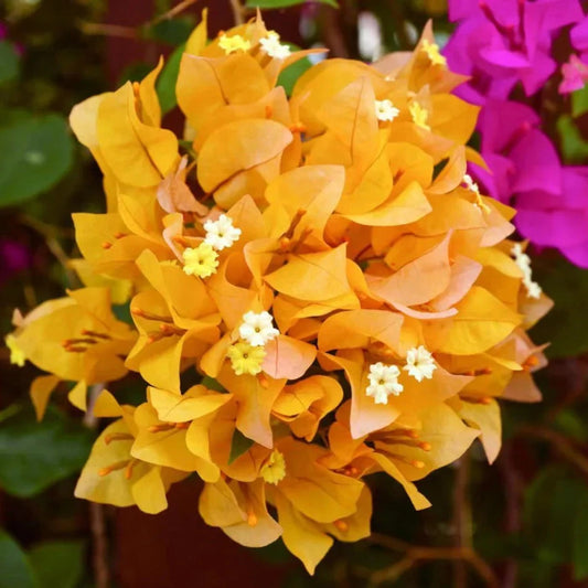 BOUGAINVILLEA YELLOW FLOWERS PLANTS