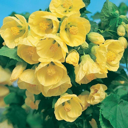 Lantern Hibiscus Flowers Plants (yellow)