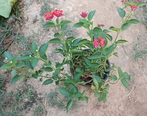 Lantana Flowers Plants ( Red)