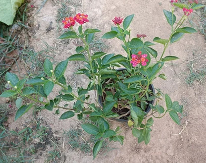 Lantana Flowers Plants ( Red)