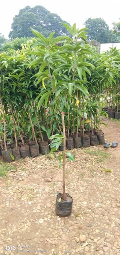 OSTEEN MANGO Fruit Plants (grafting)