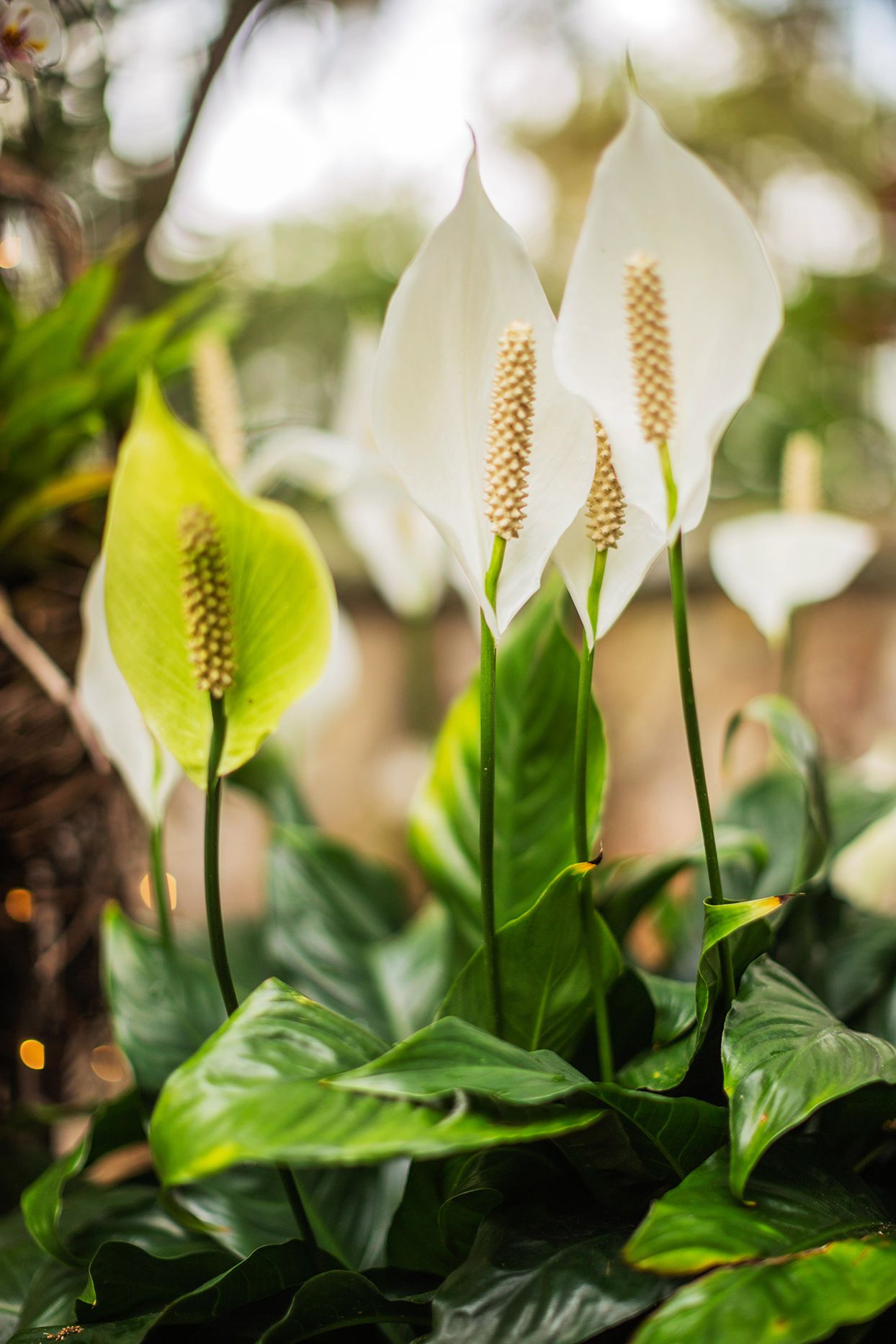 Peace Lily Plant