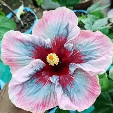 AUSTRILIAN HIBISCUS PLANT [off white and red shed]