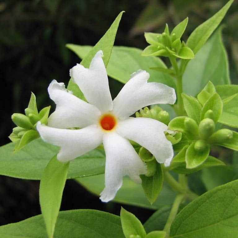 Night Jasmine flowers plants