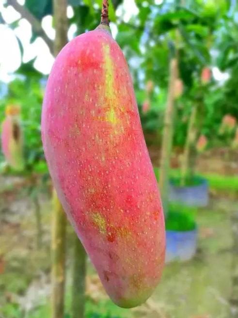 CHIANG MAI MANGO Fruit Plants (Grafting)