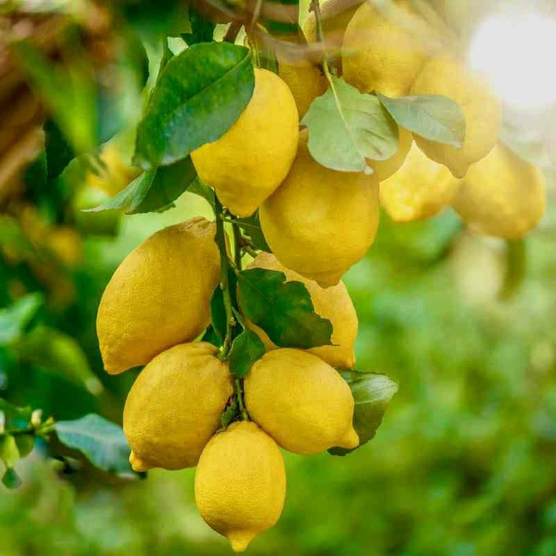 Gandharaj Lemon Fruit Plants