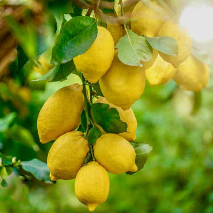 Gandharaj Lemon Fruit Plants