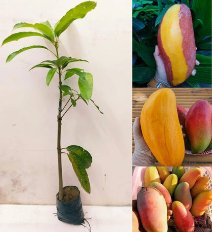 RED LOVRY MANGO fruit plant (grafting)