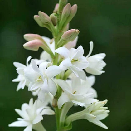 Mexican Tuberose Seeds- Pack Of 10