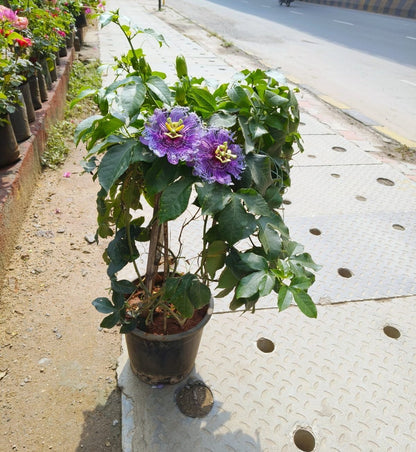 Passion Flowers Plants