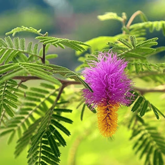 Shami  Plants (exclusive)