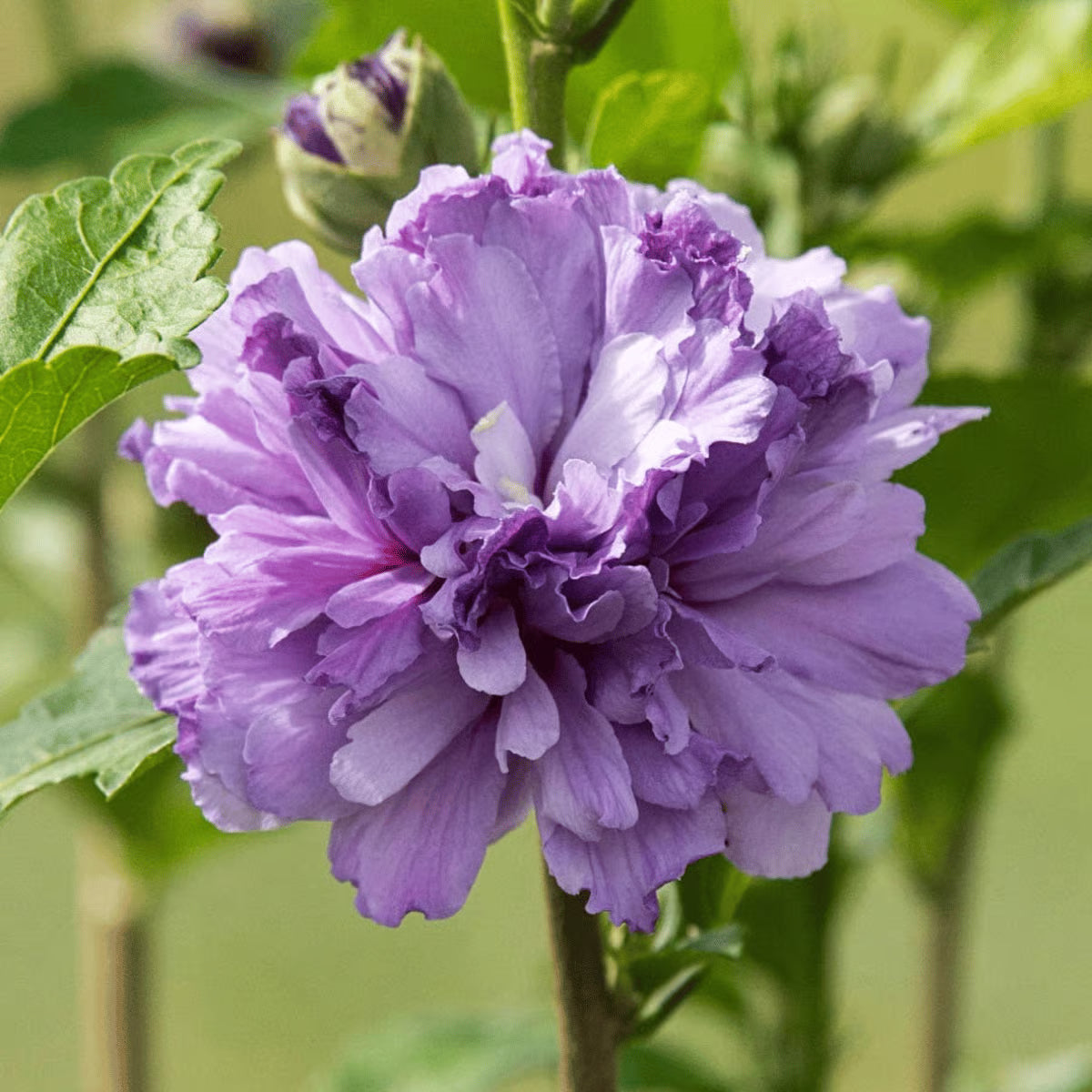 Austrelian Hibiscus Purple Double Petals
