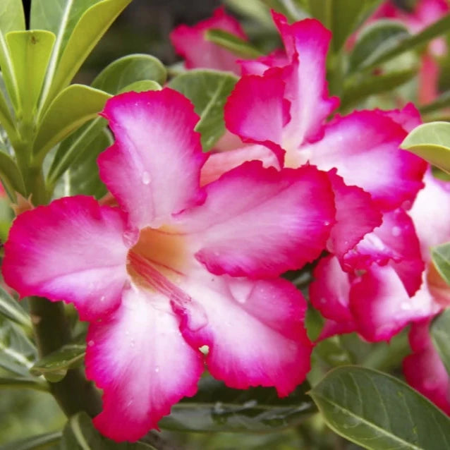 ROSY VARIETY  ADENIUM FLOWERS PLANTS