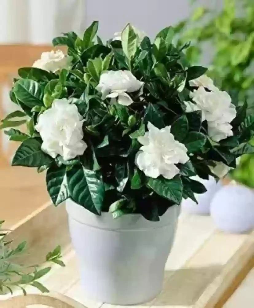 Jasmine Rose Flowers Fragrant Plants