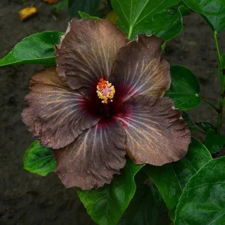 Australian Hibiscus Flowers Plants