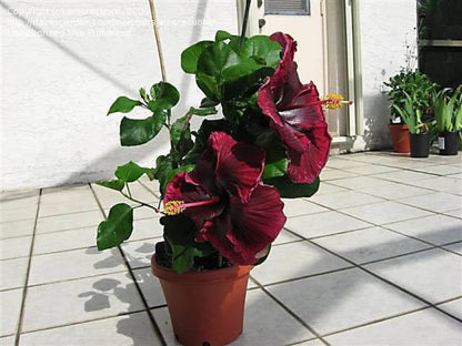 Austrian Hibiscus Flowers plants (Black Dragon)