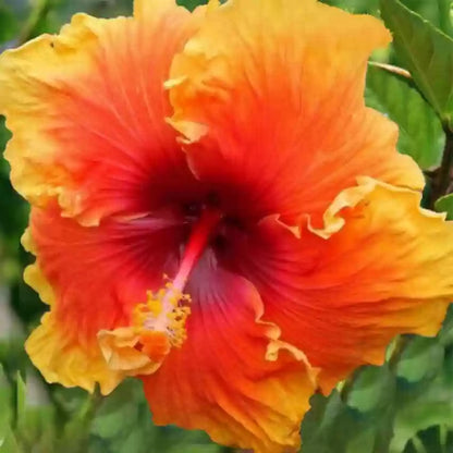 Austrelian Hibiscus Plant (red and yellow mix)