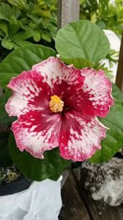 Austrian Hibiscus Flowers plant (Purple Magic)