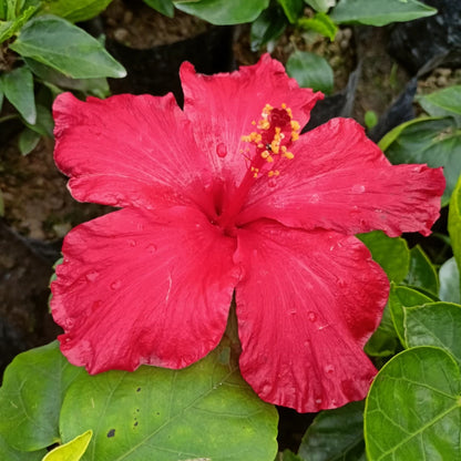 American Hibiscus Plant(Big Bize)