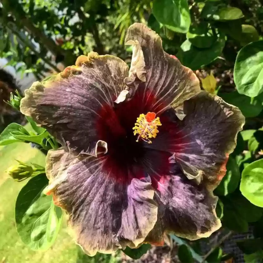 Black Hibiscus(Grafted)